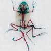 A cleared and stained multi-limbed Pacific Tree frog
